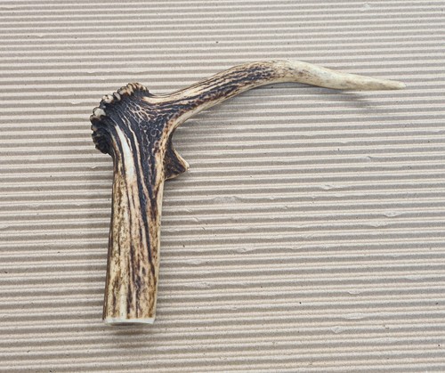 Beautiful deer antler - antler, horn