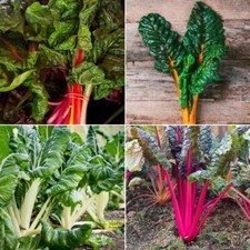 Swiss Chard Seeds - Huge Selection of Varieties
