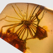 SCALE INSECT in Burmese / Burmite amber fossil / 100% genuine amber
