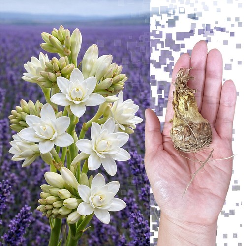 Polianthes tuberosa the pearl - the,