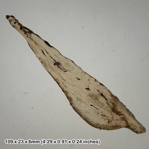 Copal fossil with - , insect