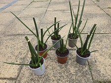Cylindrical Sansevieria Snake