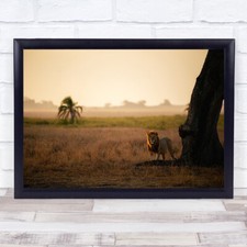 Palm Tree King Wildlife Wild