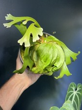 Platycerium ridleyi – Staghorn Fern UK Grown from spores