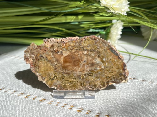 Petrified fossilised wood - petrified, /