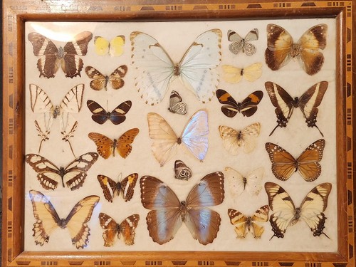 Framed mounted butterfly - mounted, &