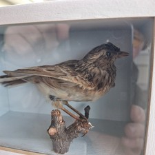 bird taxidermy cased meadow