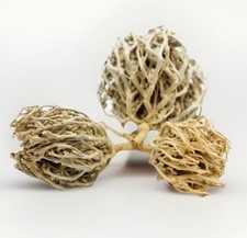 3 Maryam flower of Jericho