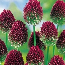 50 x Allium Sphaerocephalon  DRUMSTICKS  Hardy Perennial Garden Plant BULBS