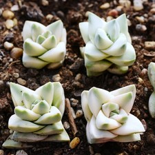 Crassula Moonglow Variegata 3cm Plant - Towering succulent Vairegated Crassula