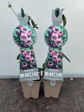 2x Passion Flower Victoria 9cm