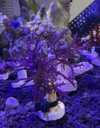 Marine macro algae hypnea - algae,,