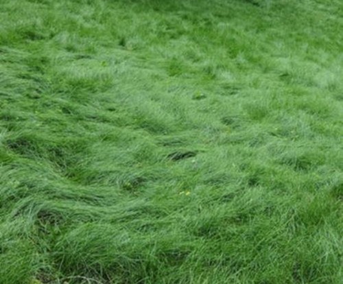 Mow lawn grass seed - mow,