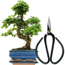 Bonsai Ligustrum Tree Live