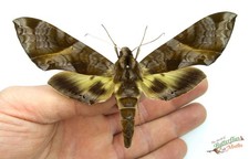 Eumorpha Triangulum Hawk Moth