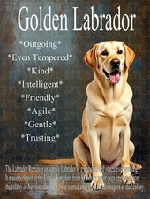 Golden Labrador Breed