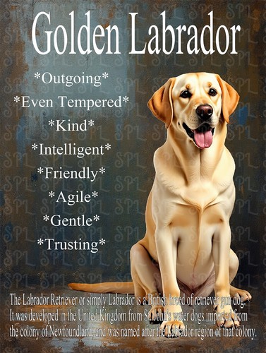 Golden labrador breed - golden,