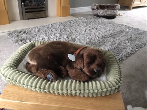 Perfect petzzz puppy - and, bed