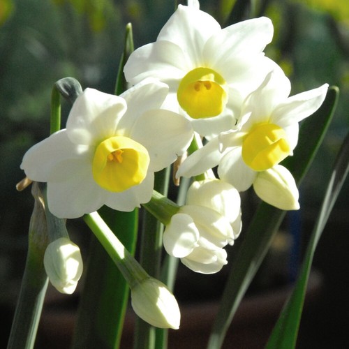Narcissus minnow scented - t&m,