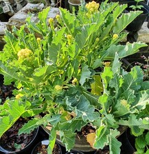 Nine Star Broccoli Seeds –