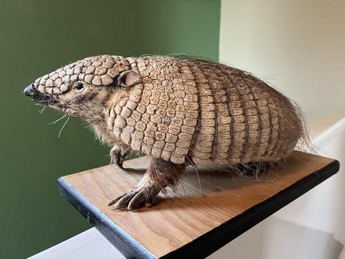 Taxidermy adult hairy - cb,