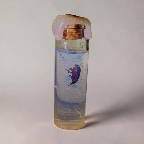 Preserved beetle insect - preserved,