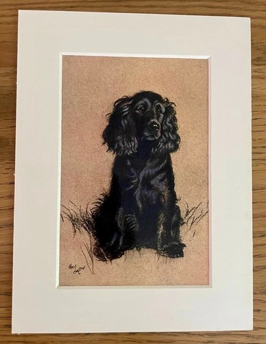 Cocker spaniel dog - cocker,