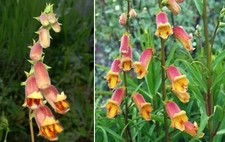 Foxglove "Sunset" | Digitalis Obscura | 50+ seeds | Shade | Same Day Dispatch