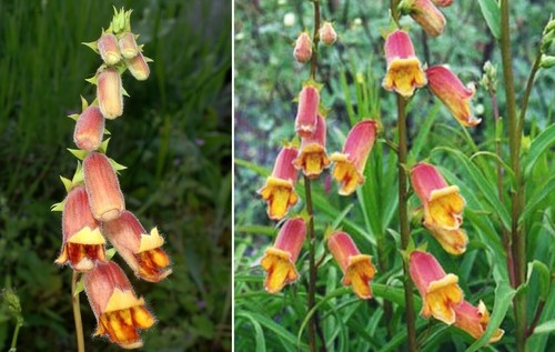 Foxglove sunset digitalis - foxglove, |