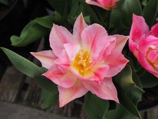 1 10 20 50 100 Peach Blossom