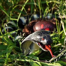 Rattlesnake Robotic Toy Fast