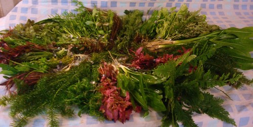 Fish tank plants live - 50,