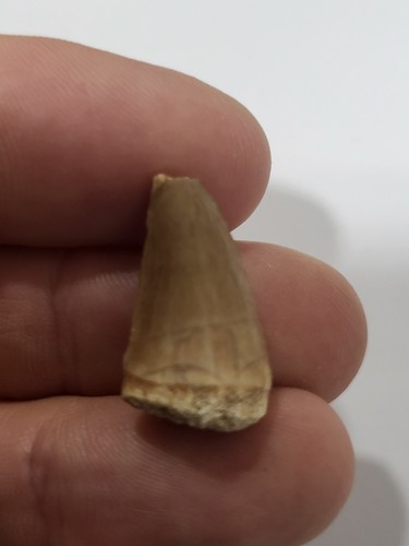 Moroccan mosasaur tooth fossil - mosasaur,