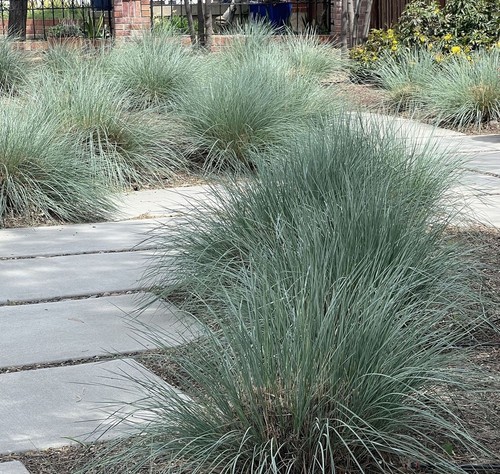 Helictotrichon sempervirens