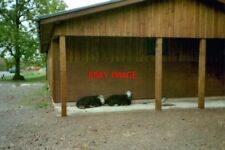 PHOTO  1983 CUMBRIA LANGDALE SHEEP TAKING SHELTER UNDER THE END OF THE WASHROOMS
