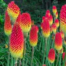 Kniphofia Flamenco 'Red Hot