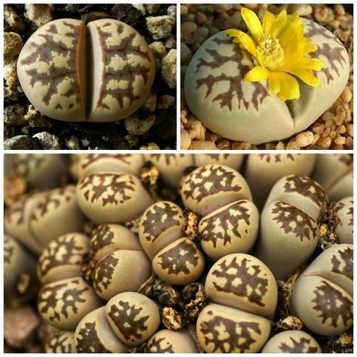 Seeds lithops dorotheae - seeds,