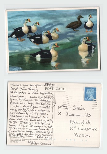 Vintage postcard king eiders - vintage,