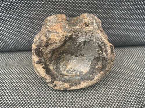 Plesiosaur vertebrae bone - /,