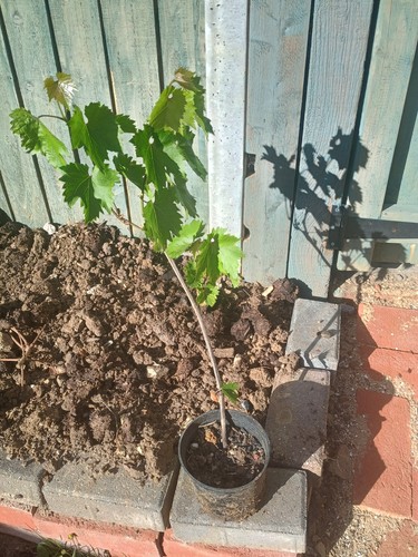 Boskoop grape vine - 'boskoop',