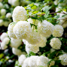 Viburnum opulus 'Roseum' / Snowball, in 2L Pot, Stunning White Flowers