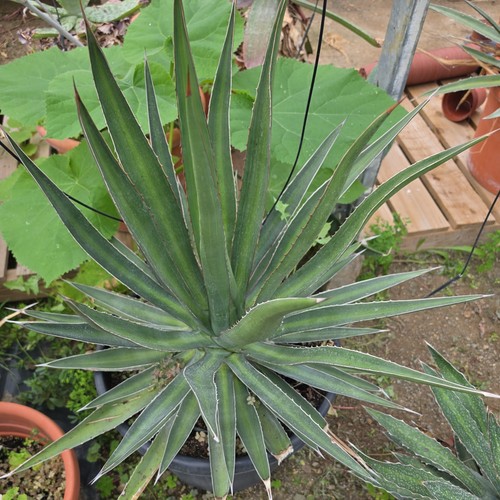 Large agave lophantha 70cm in - large,
