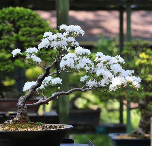 Bonsai wild cherry - wild, prunus