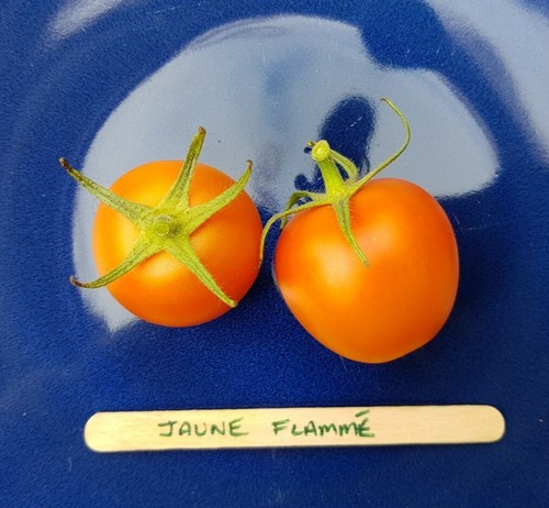 Jaune flamme french heirloom - jaune,