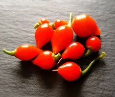 20 Biquinho Red Chilli Seeds