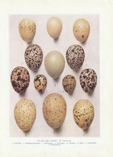 Bird Eggs Quail Pheasant Partridge Grouse... COLOR PRINT From 1930