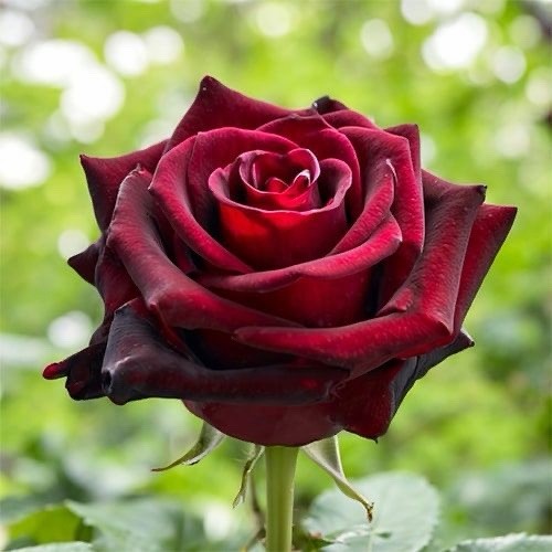 Black baccara rose - black, plant