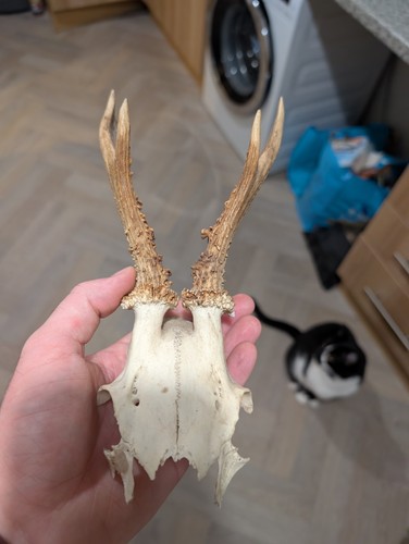 Lowland scottish roe red deer - scottish,