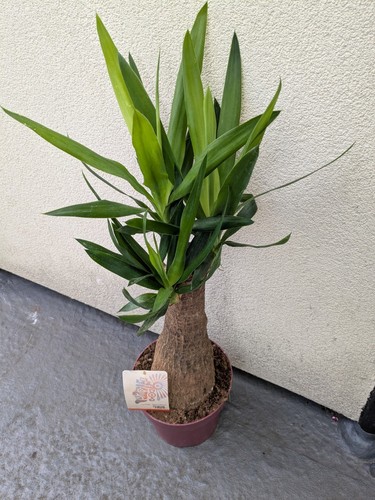 Yucca maya large evergreen - yucca,