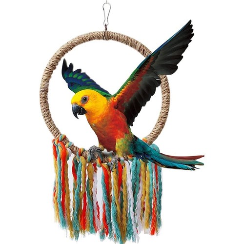 Pet bird parrot - pet,